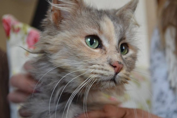 Δήμος Βύρωνα: Δωρεάν στειρώσεις για 50 αδέσποτες γάτες 11 & 12 Φεβρουαρίου