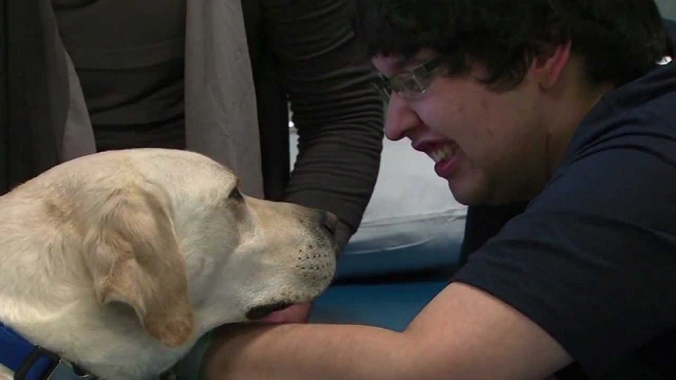 ΒΙΝΤΕΟ: Ενα γλυκύτατο Labrador βοηθάει  ασθενείς με εγκεφαλική παράλυση και καρκίνο