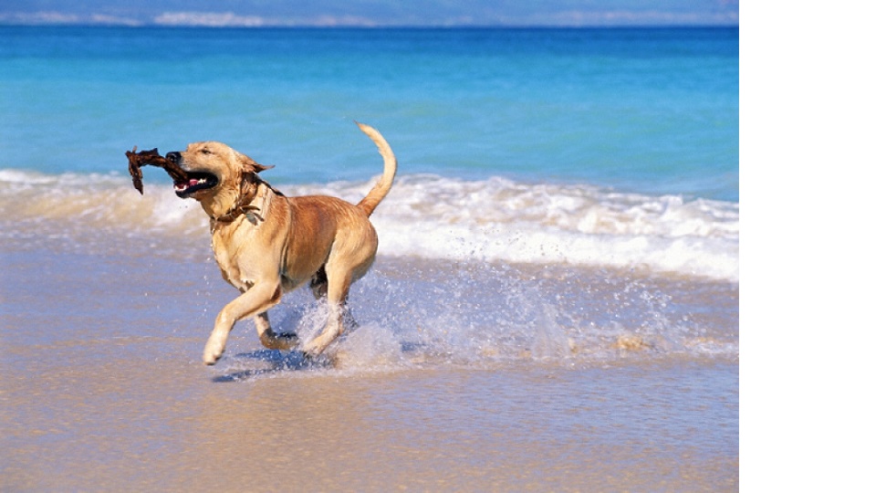 Επιτρέπονται οι σκύλοι στη θάλασσα;