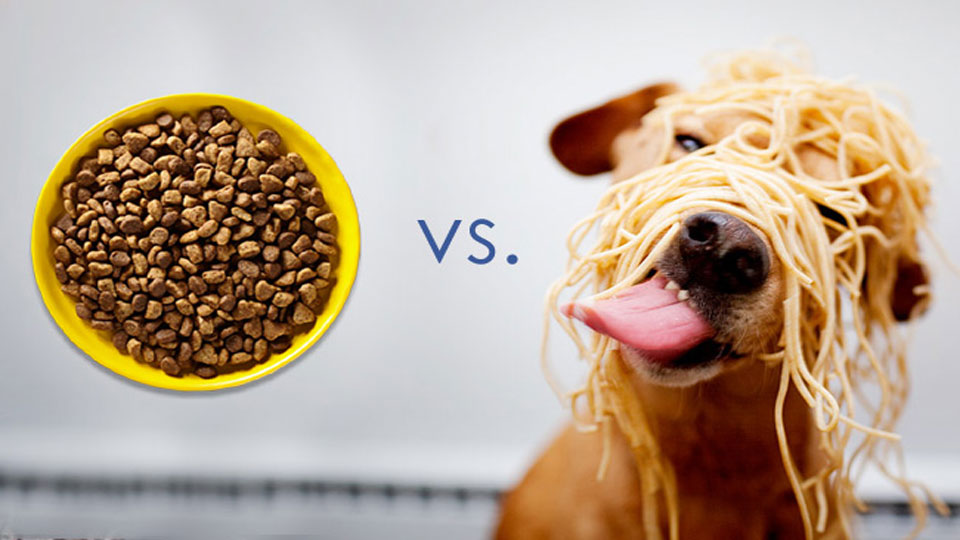 Αδέσποτες Φάτσες: Τι ΔΕΝ πρέπει να τρώει ο σκύλος μας
