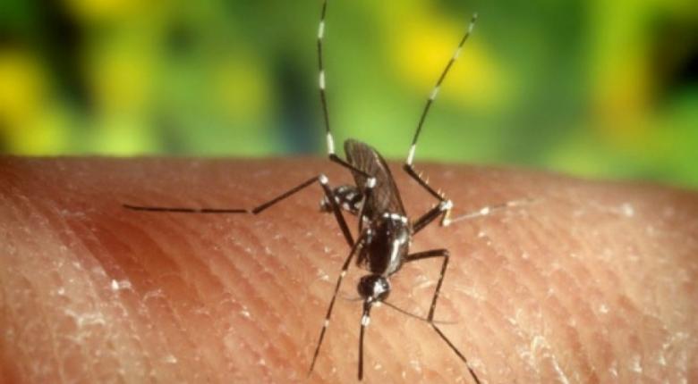 Διεθνής αναγνώριση και εύσημα από τον ΠΟΥ για τις δράσεις της Περιφέρειας Αττικής στο Πρόγραμμα Διαχείρισης και Αντιμετώπισης των κουνουπιών