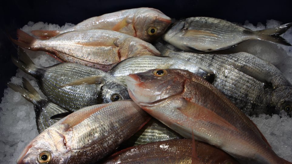 WWF Eφαρμογή  για να μάθουμε να τρώμε το σωστό ψάρι, τη σωστή εποχή