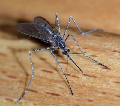 Ενημέρωση για την προφύλαξη από τα κουνούπια