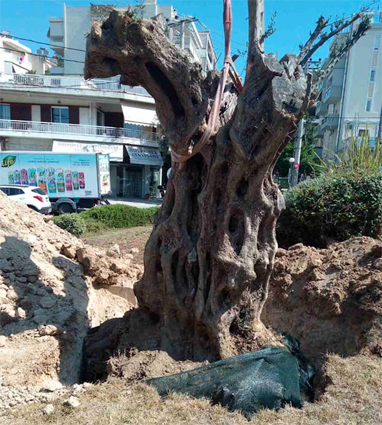 Δήμος Λυκόβρυσης – Πεύκης: Υπεραιωνόβιες ελιές φυτεύονται σε επιλεγμένα σημεία της πόλης