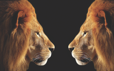 Νότια Αφρική: Πούμα και λιοντάρια μολύνθηκαν από την Covid