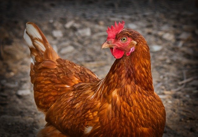 Συναγερμός για τη γρίπη των πτηνών στην Καστοριά