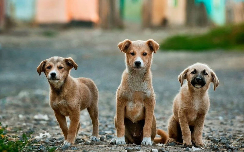 Ενημέρωση για την περισυλλογή των αδέσποτων σκύλων έξω από το Κέντρο Υγείας Νέας Μάκρης