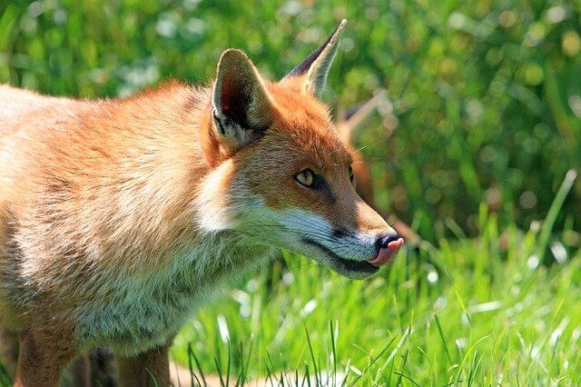 Νεκρή αλεπού στον Σχινιά – Ανακοίνωση Δήμου Μαραθώνα