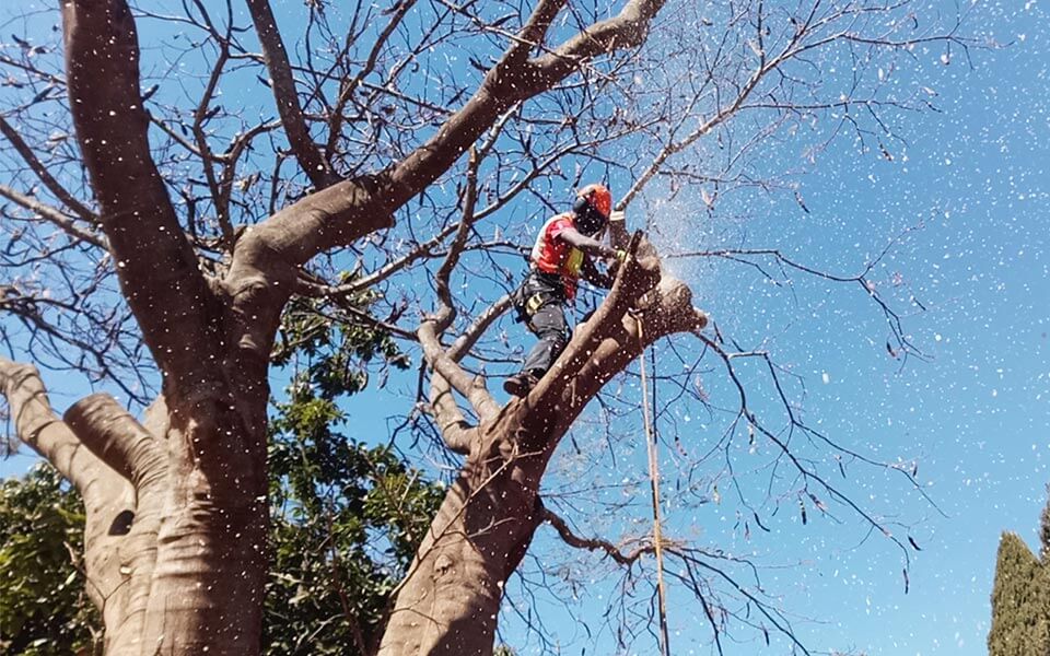 Ανακοίνωση του Δήμου Μαραθώνος σχετικά με την κοπή δένδρων