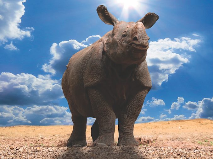 Αυτό που κρύβει ένας ρινόκερος, γράφει ο Θανάσης Καμπισιούλης