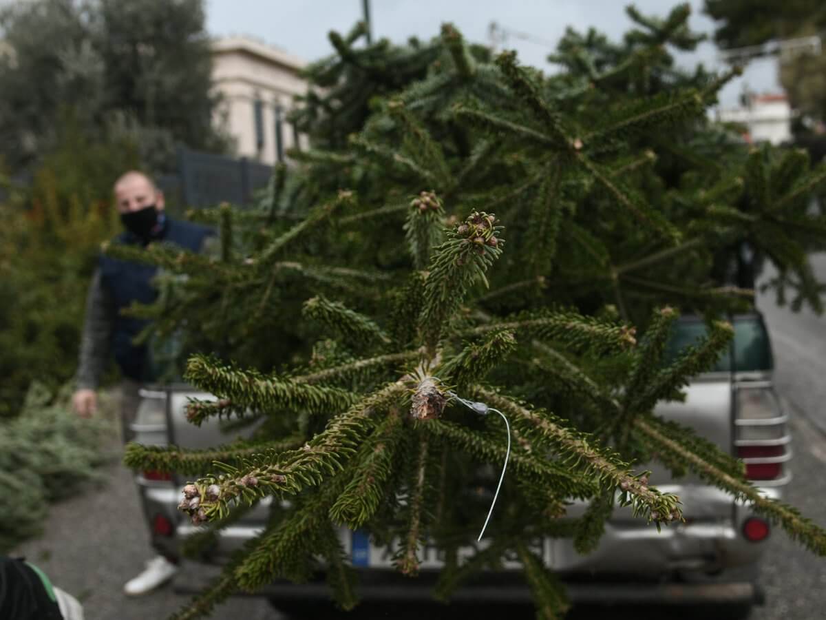 Δήμος Αχαρνών : Ανακύκλωση Χριστουγεννιάτικων δέντρων