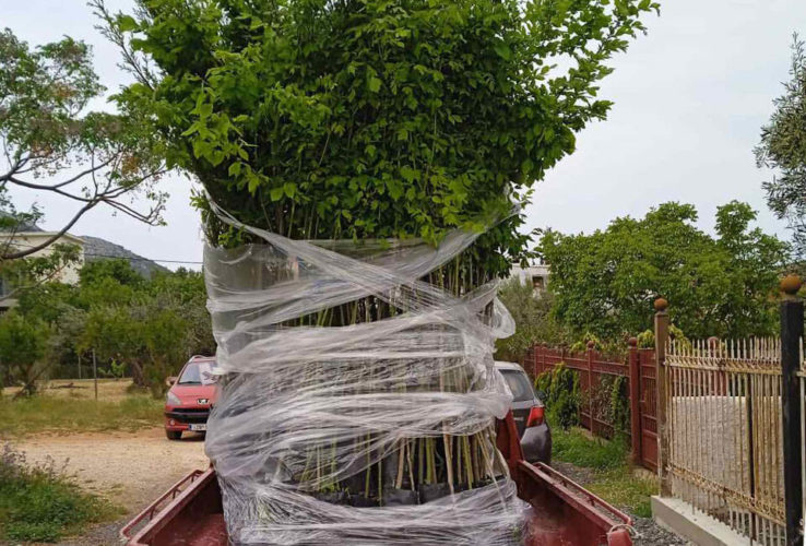 Δήμος Μαραθώνος: Παραλαβή 100 δέντρων για φυτεύσεις