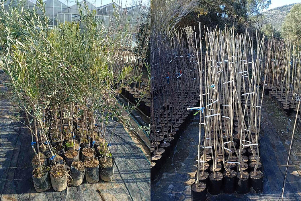 Δήμος Μαραθώνος: Παραλαβή ακόμη 165 δέντρων για φυτεύσεις
