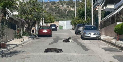 Δήμος Αγίας Βαρβάρας: Τα σκυλάκια της Ψηλορείτου