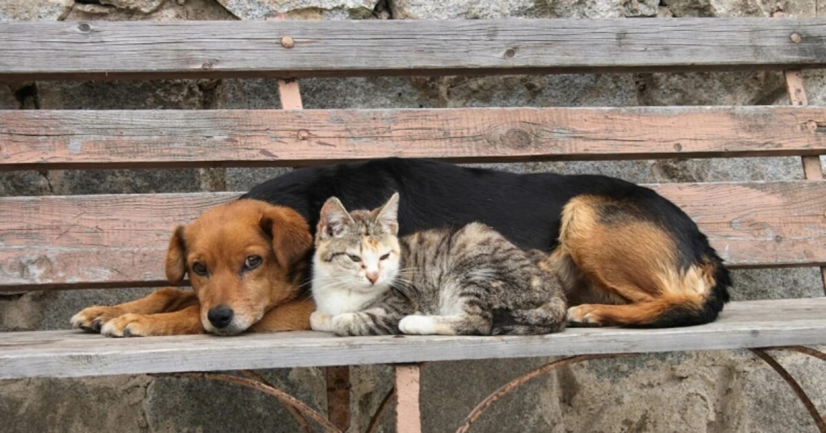 Ξεκίνησε το πρόγραμμα δωρεάν στειρώσεων αδέσποτων ζώων του Δήμου Γαλατσίου